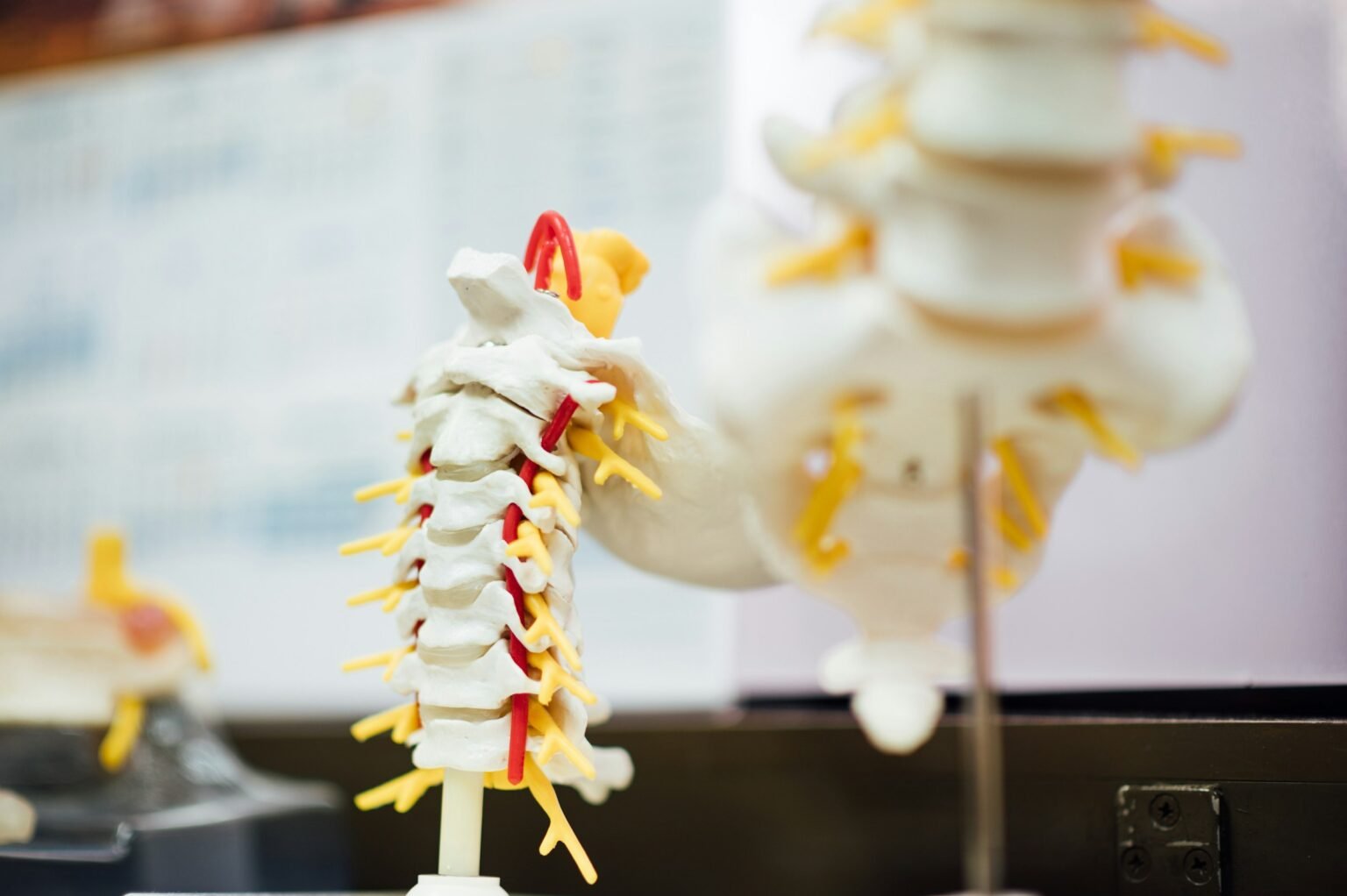 Spine models in a chiropractic office