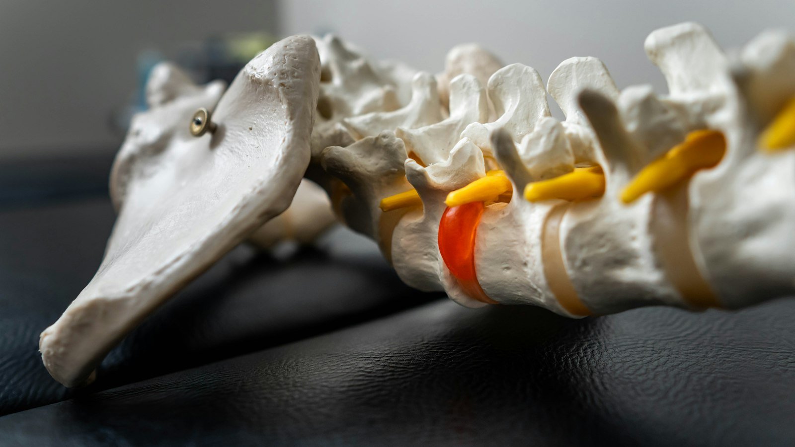 Close-up of a human spine model